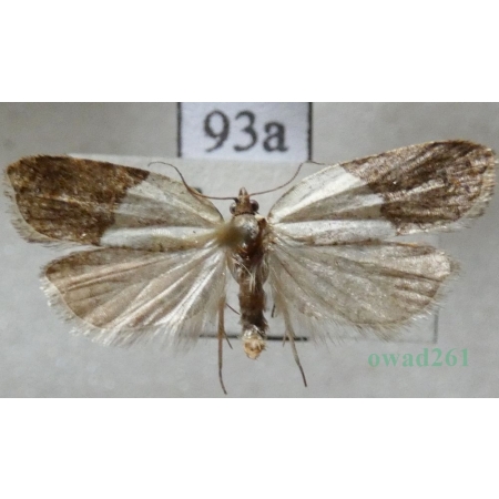 Acleris variegana (Denis & Schiffermüller, 1775) Slovakia93a